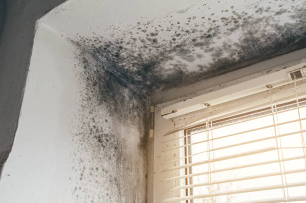 Affordable Mold Cleanup solutions in Islip, NY